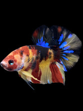 Load image into Gallery viewer, Male Halfmoon Plakat - Multicolor #2324 - Live Betta Fish
