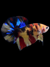 Load image into Gallery viewer, Male Halfmoon Plakat - Multicolor #2324 - Live Betta Fish
