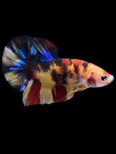 Load image into Gallery viewer, Male Halfmoon Plakat - Multicolor #2324 - Live Betta Fish
