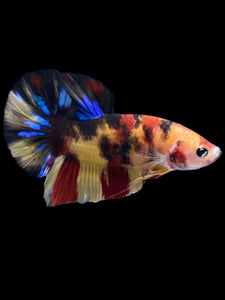 Male Halfmoon Plakat - Multicolor #2324 - Live Betta Fish