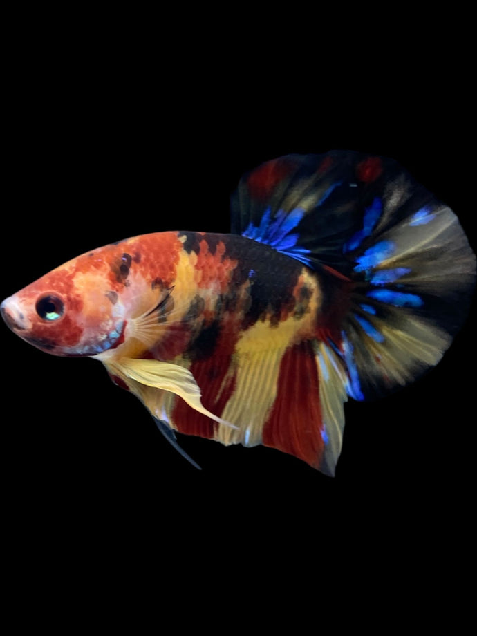 Male Halfmoon Plakat - Multicolor #2324 - Live Betta Fish