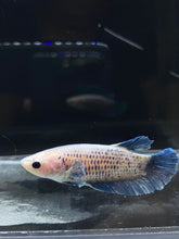 Load image into Gallery viewer, Female Halfmoon Plakat - Blue Sky #2325 - Live Betta Fish
