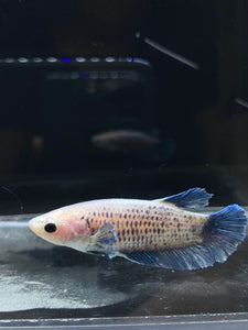 Female Halfmoon Plakat - Blue Sky #2325 - Live Betta Fish