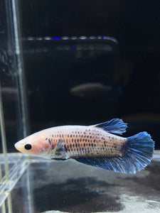 Female Halfmoon Plakat - Blue Sky #2325 - Live Betta Fish