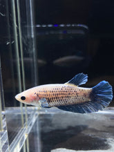 Load image into Gallery viewer, Female Halfmoon Plakat - Blue Sky #2325 - Live Betta Fish
