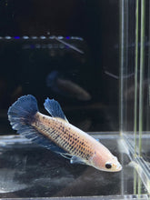 Load image into Gallery viewer, Female Halfmoon Plakat - Blue Sky #2325 - Live Betta Fish
