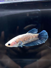 Load image into Gallery viewer, Female Halfmoon Plakat - Blue Sky #2325 - Live Betta Fish
