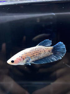 Female Halfmoon Plakat - Blue Sky #2325 - Live Betta Fish