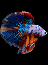 Load image into Gallery viewer, Male Halfmoon - Galaxy #2325 - Live Betta Fish
