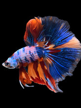 Load image into Gallery viewer, Male Halfmoon - Galaxy #2325 - Live Betta Fish
