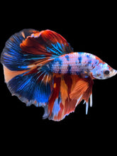 Load image into Gallery viewer, Male Halfmoon - Galaxy #2325 - Live Betta Fish
