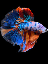 Load image into Gallery viewer, Male Halfmoon - Galaxy #2325 - Live Betta Fish
