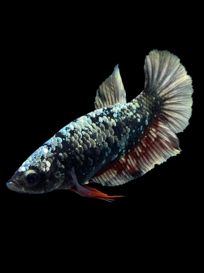 Female Halfmoon Plakat - Gold Avatar #2326 - Live Betta Fish