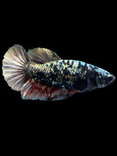 Load image into Gallery viewer, Female Halfmoon Plakat - Gold Avatar #2326 - Live Betta Fish
