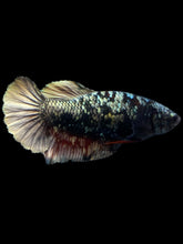Load image into Gallery viewer, Female Halfmoon Plakat - Gold Avatar #2326 - Live Betta Fish
