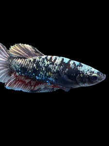 Female Halfmoon Plakat - Gold Avatar #2326 - Live Betta Fish