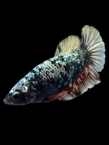 Female Halfmoon Plakat - Gold Avatar #2326 - Live Betta Fish
