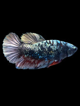 Load image into Gallery viewer, Female Halfmoon Plakat - Gold Avatar #2326 - Live Betta Fish
