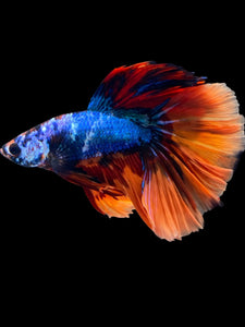 Male Halfmoon - Galaxy #2327 - Live Betta Fish