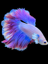 Load image into Gallery viewer, Male Rosetail - Purple #2327 - Live Betta Fish
