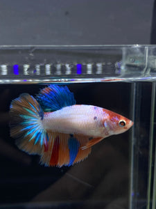 TOP GRADE Female Halfmoon - Galaxy #2327 - Live Betta Fish