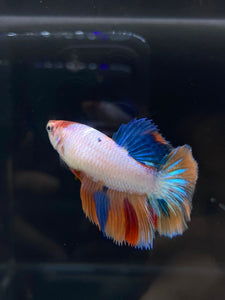 TOP GRADE Female Halfmoon - Galaxy #2327 - Live Betta Fish