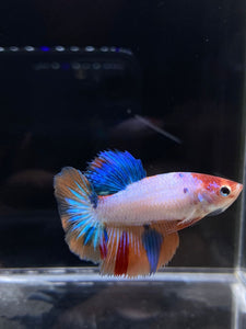 TOP GRADE Female Halfmoon - Galaxy #2327 - Live Betta Fish