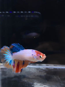 TOP GRADE Female Halfmoon - Galaxy #2327 - Live Betta Fish