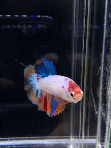 TOP GRADE Female Halfmoon - Galaxy #2327 - Live Betta Fish