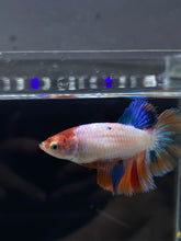 Load image into Gallery viewer, TOP GRADE Female Halfmoon - Galaxy #2327 - Live Betta Fish
