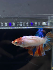 TOP GRADE Female Halfmoon - Galaxy #2327 - Live Betta Fish