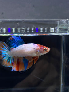 TOP GRADE Female Halfmoon - Galaxy #2327 - Live Betta Fish