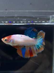 TOP GRADE Female Halfmoon - Galaxy #2327 - Live Betta Fish