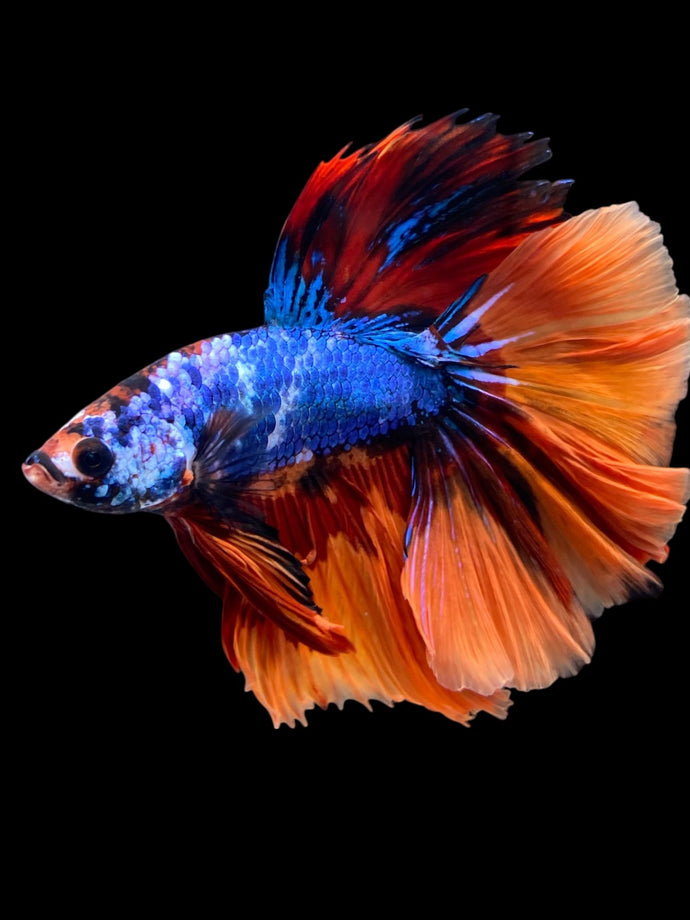 Male Halfmoon - Galaxy #2327 - Live Betta Fish