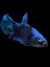 Load image into Gallery viewer, Female Halfmoon Plakat - Blue Avatar #2328 - Live Betta Fish
