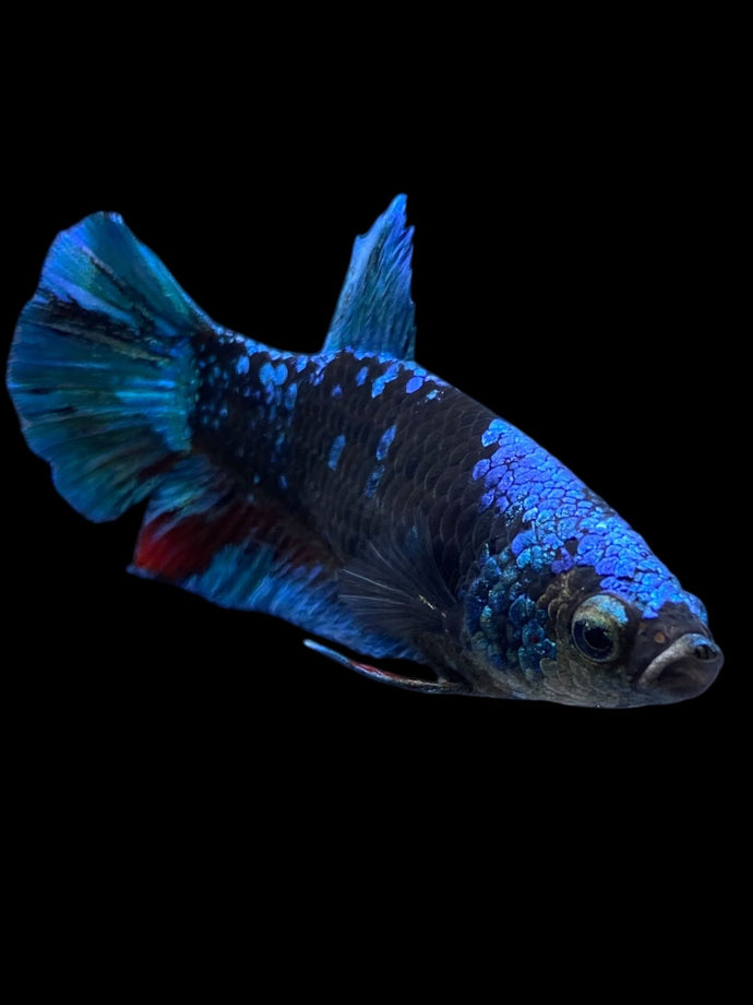 Female Halfmoon Plakat - Blue Avatar #2328 - Live Betta Fish