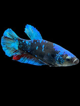 Load image into Gallery viewer, Female Halfmoon Plakat - Blue Avatar #2328 - Live Betta Fish
