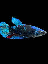 Load image into Gallery viewer, Female Halfmoon Plakat - Blue Avatar #2328 - Live Betta Fish
