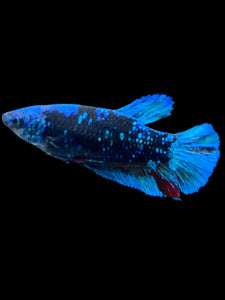 Female Halfmoon Plakat - Blue Avatar #2328 - Live Betta Fish