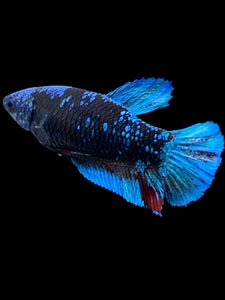 Female Halfmoon Plakat - Blue Avatar #2328 - Live Betta Fish