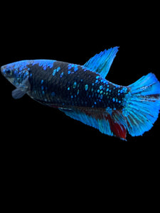 Female Halfmoon Plakat - Blue Avatar #2328 - Live Betta Fish