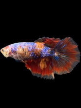 Load image into Gallery viewer, TOP GRADE Female Halfmoon - Galaxy #232 - Live Betta Fish (DEFECT GILL)
