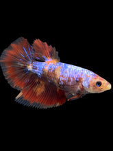 Load image into Gallery viewer, TOP GRADE Female Halfmoon - Galaxy #232 - Live Betta Fish (DEFECT GILL)
