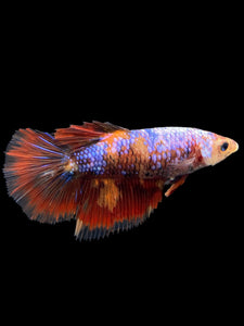 TOP GRADE Female Halfmoon - Galaxy #232 - Live Betta Fish (DEFECT GILL)