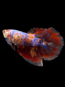 TOP GRADE Female Halfmoon - Galaxy #232 - Live Betta Fish (DEFECT GILL)