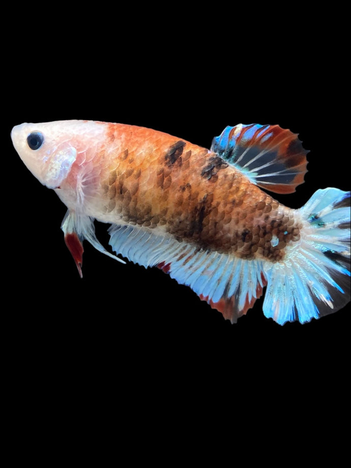Female Halfmoon Plakat - Monkey Face #2330 - Live Betta Fish