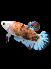 Load image into Gallery viewer, Female Halfmoon Plakat - Monkey Face #2330 - Live Betta Fish
