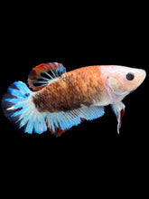 Load image into Gallery viewer, Female Halfmoon Plakat - Monkey Face #2330 - Live Betta Fish
