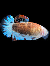 Load image into Gallery viewer, Female Halfmoon Plakat - Monkey Face #2330 - Live Betta Fish
