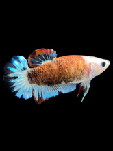 Load image into Gallery viewer, Female Halfmoon Plakat - Monkey Face #2330 - Live Betta Fish

